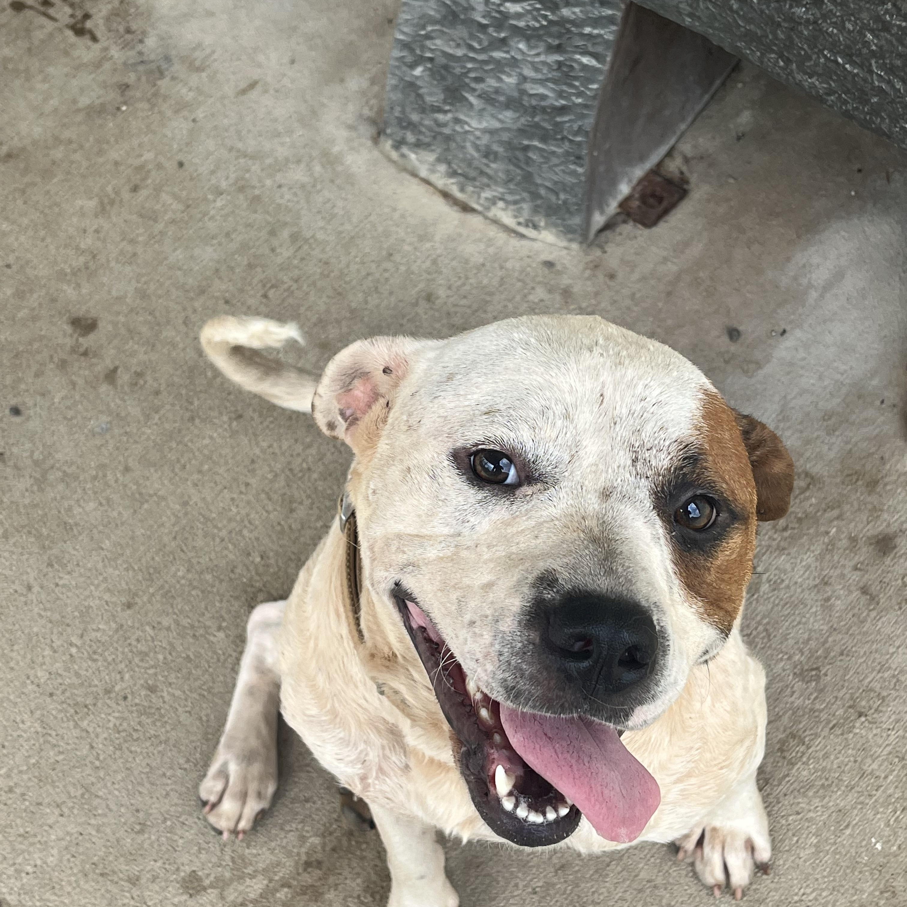 Lady, a ADOPTABLE mixed breed in Pomeroy, OH image 1/3