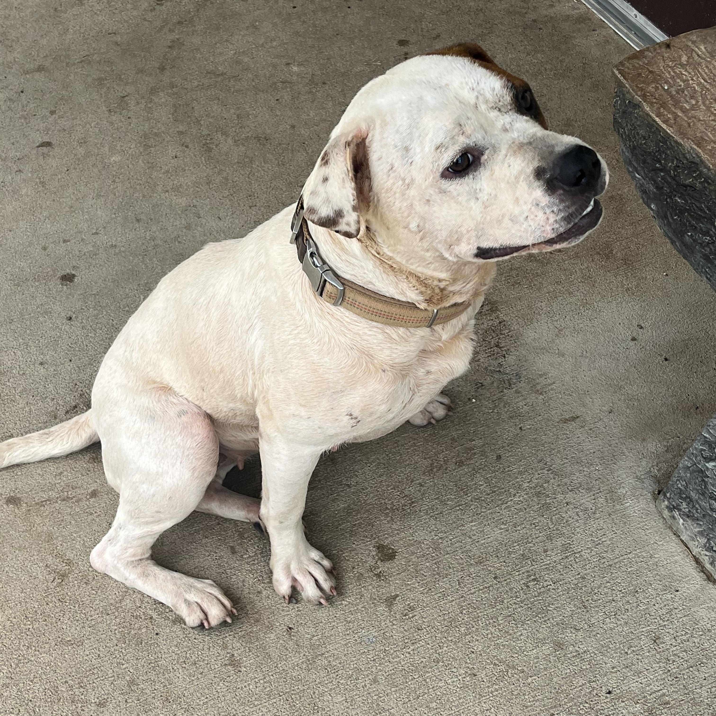 Lady, a ADOPTABLE mixed breed in Pomeroy, OH image 2/3