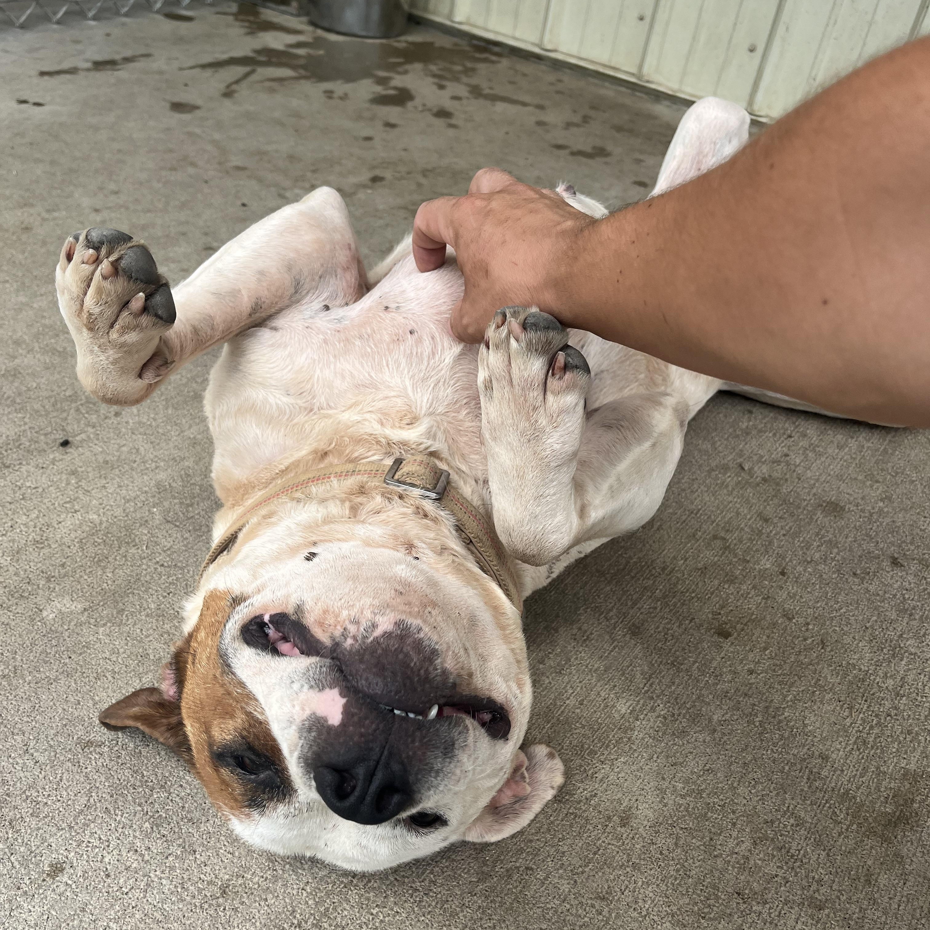 Lady, a ADOPTABLE mixed breed in Pomeroy, OH image 3/3