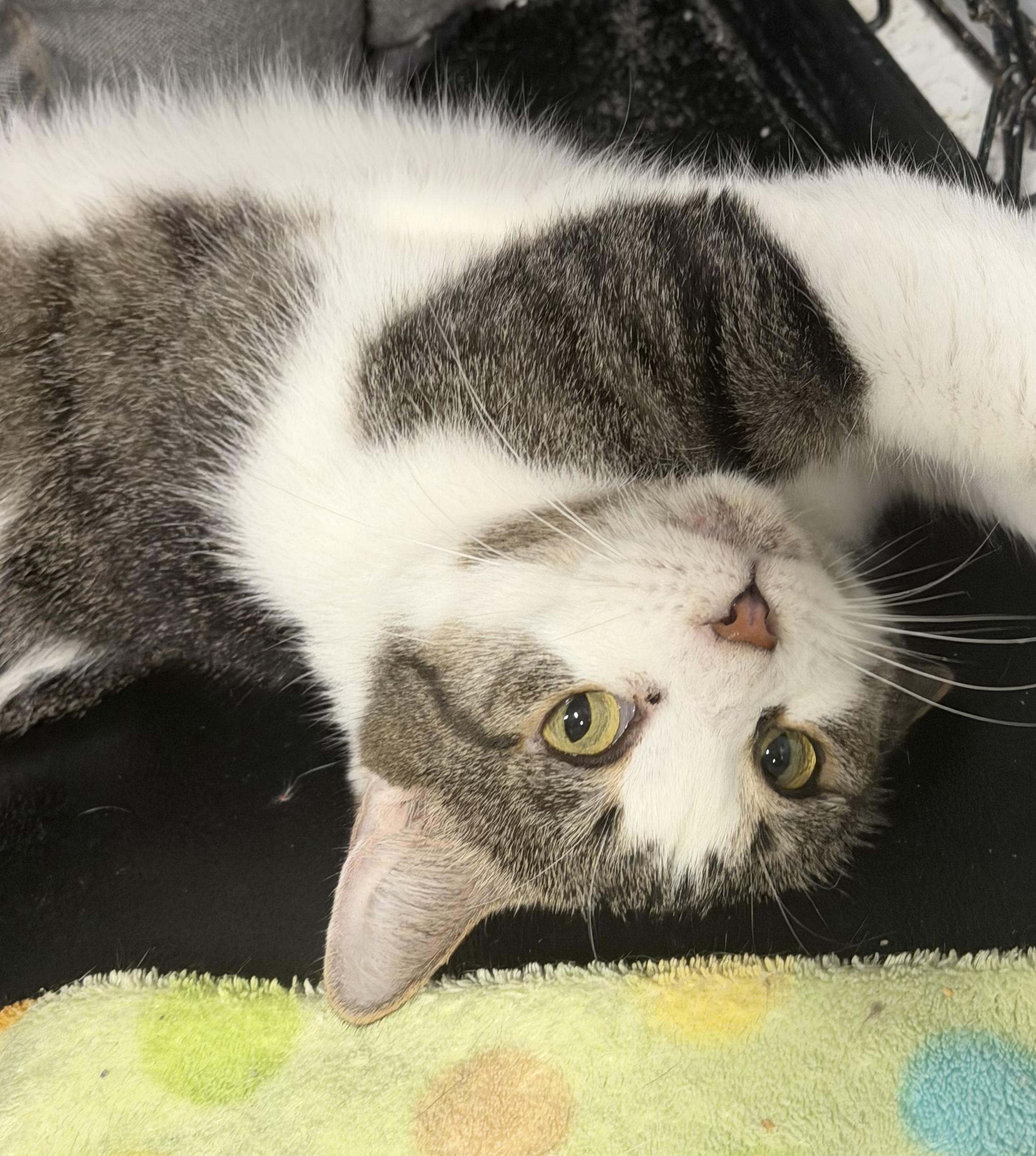 Nehi, Adoptable, Adult Female Tabby.