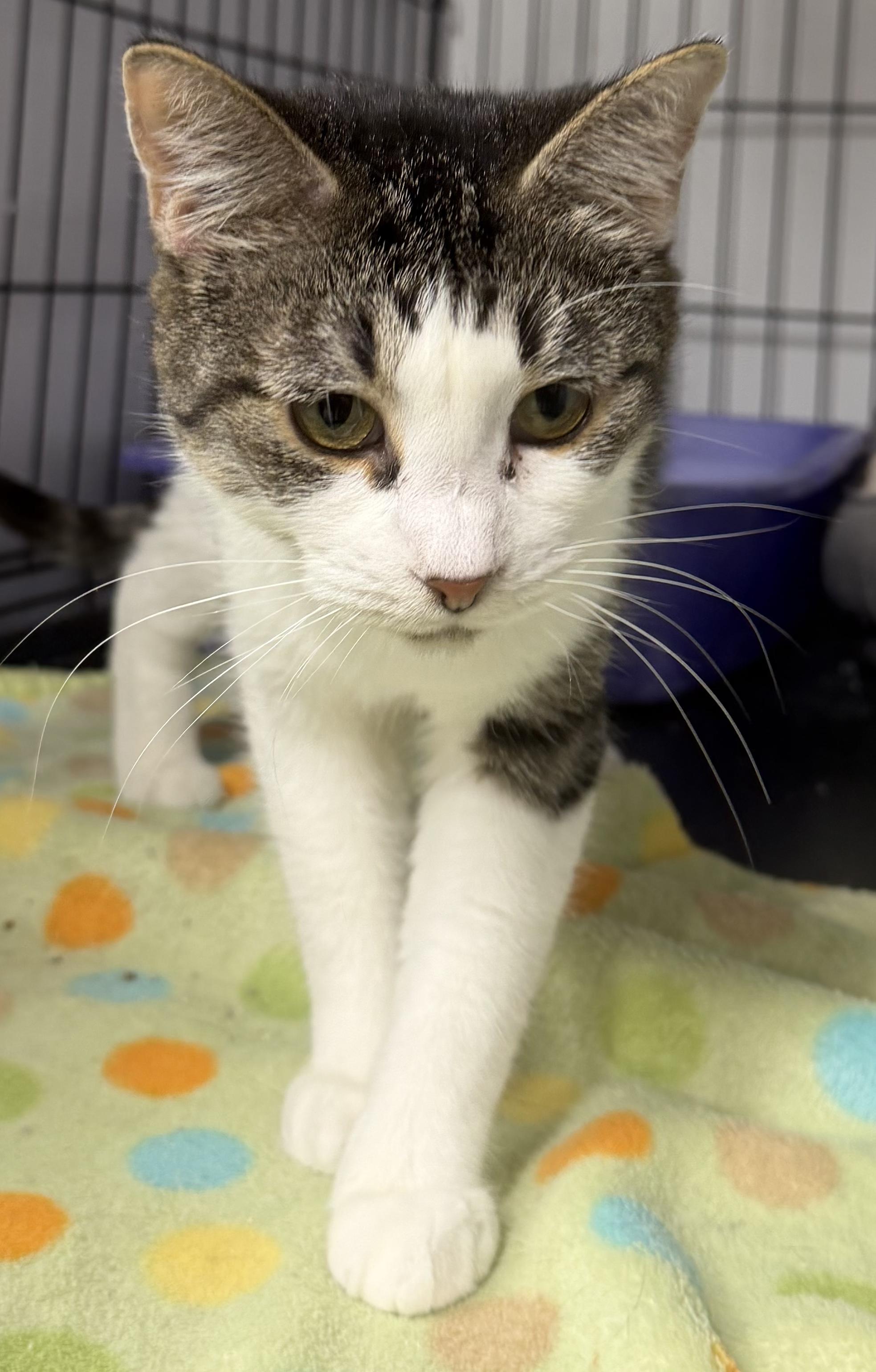 Enlarge Nehi, a Adoptable Tabby in Mears, MI image 3/4