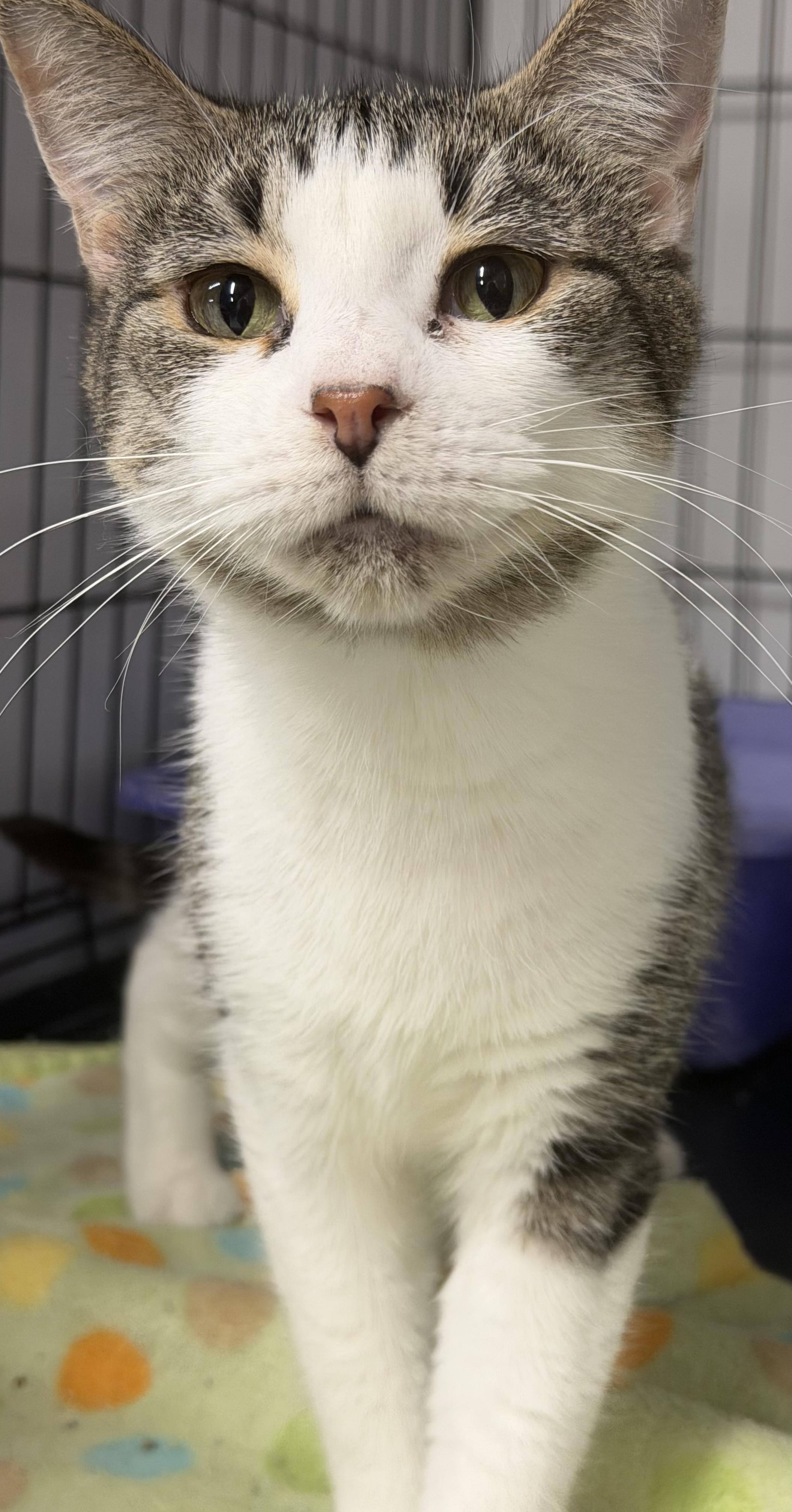 Enlarge Nehi, a Adoptable Tabby in Mears, MI image 2/4