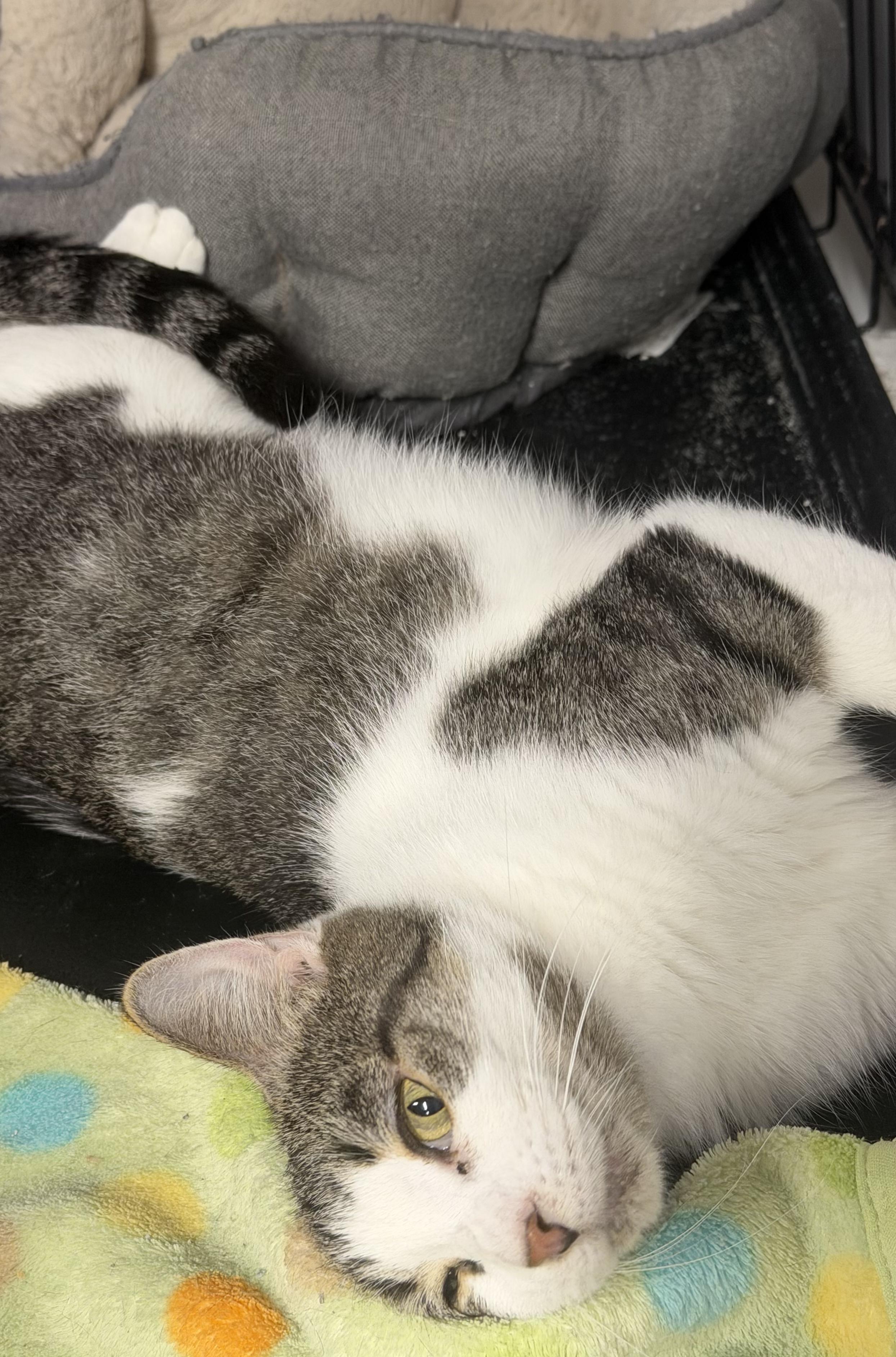Enlarge Nehi, a Adoptable Tabby in Mears, MI image 4/4