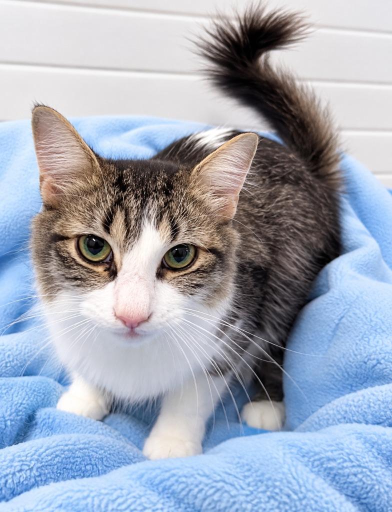 Rosie (Momma), Adoptable, Young Female Domestic Short Hair.