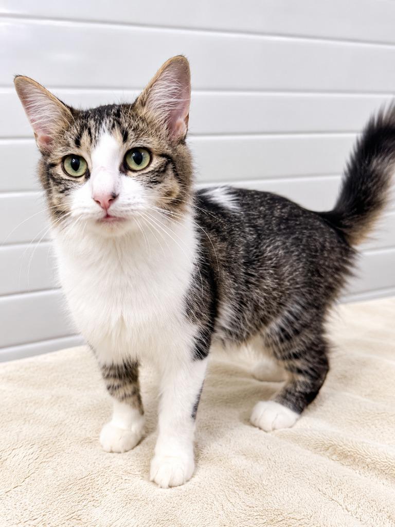 Enlarge Rosie (Momma), a Adoptable mixed breed in Lagrange, IN image 2/2