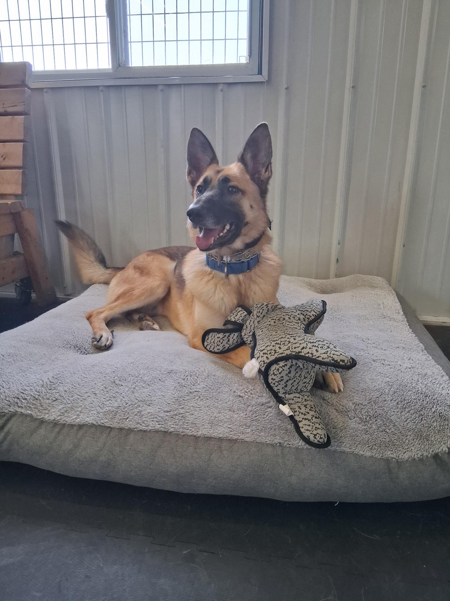 Sheba - I24067, Adoptable, Adult Female German Shepherd Dog.