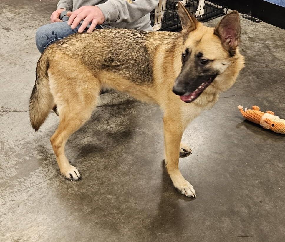 Sheba - I24067, a Adoptable German Shepherd Dog in Anoka, MN image 2/3