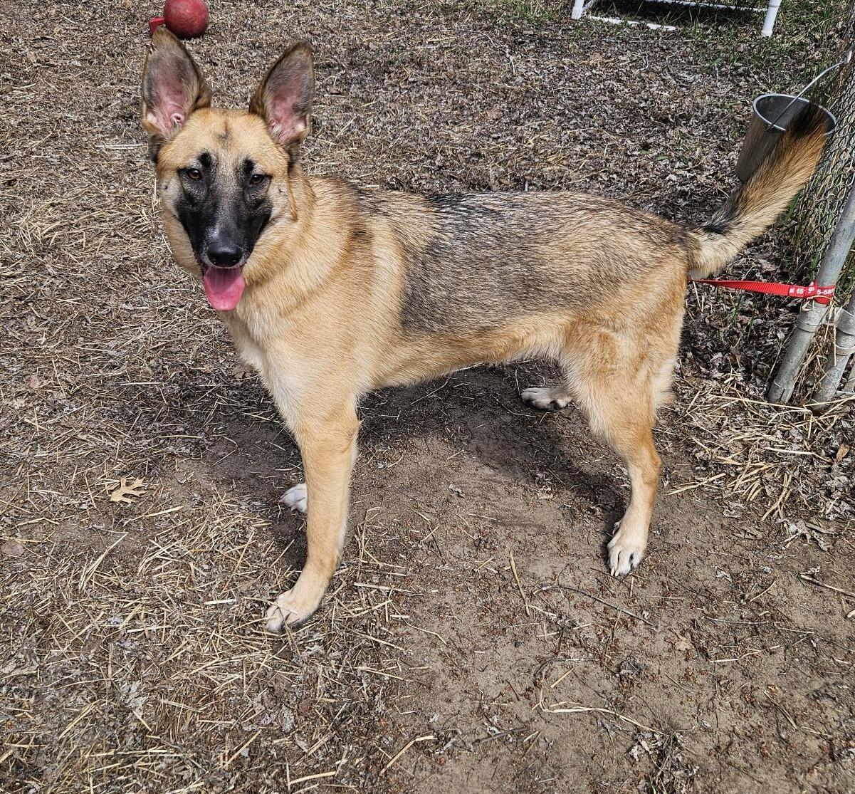 Sheba - I24067, a Adoptable German Shepherd Dog in Anoka, MN image 1/3