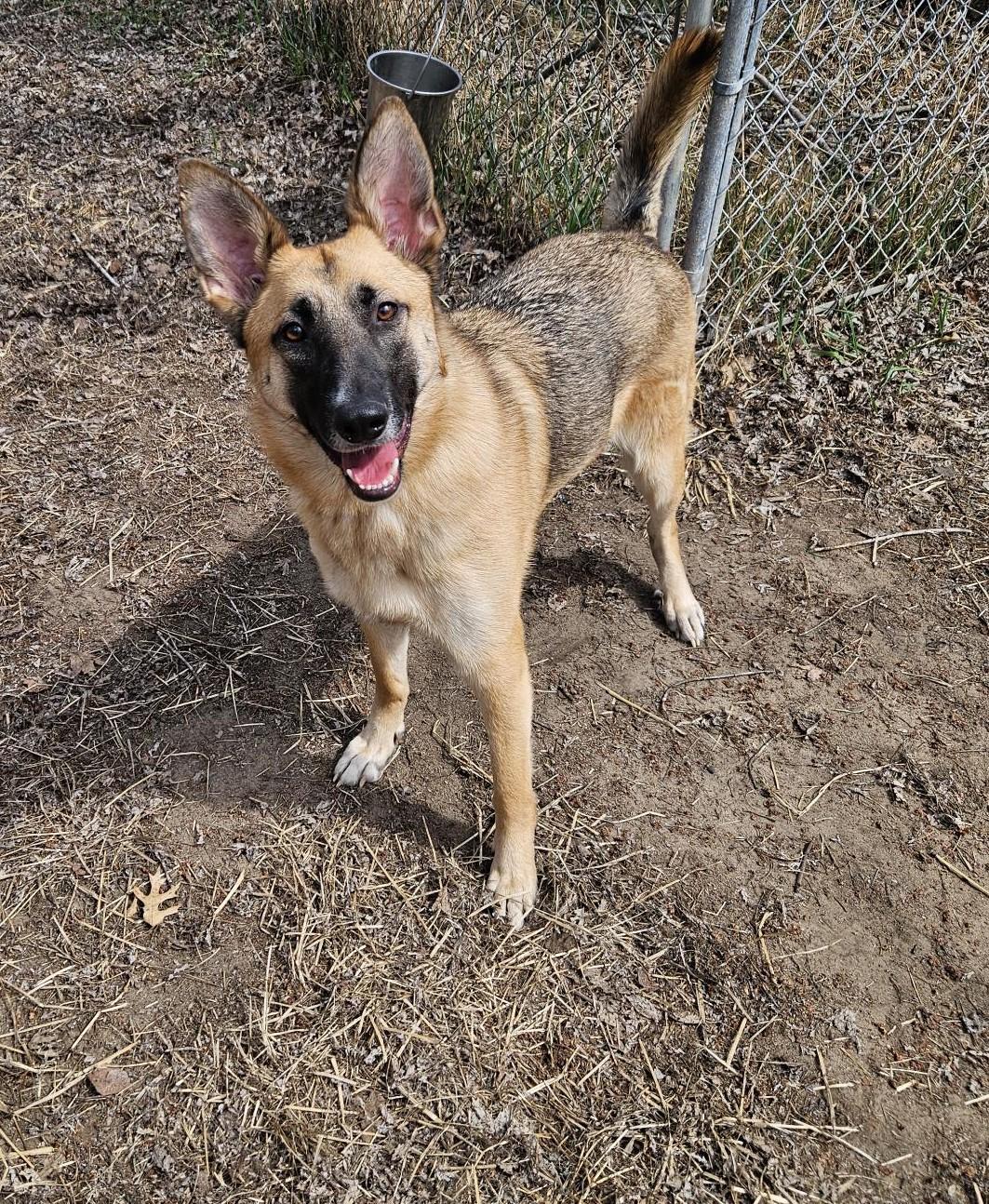 Sheba - I24067, a Adoptable German Shepherd Dog in Anoka, MN image 3/3