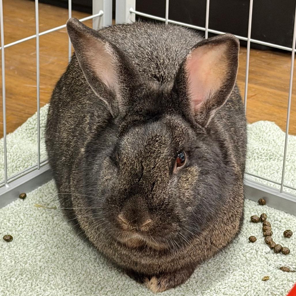 Enlarge Michael Myers, a Adoptable Rex in League City, TX image 2/2