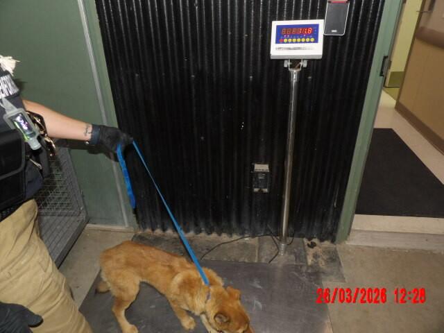 Enlarge Misy, a Adoptable Mixed Breed in Hobbs, NM image 1/6