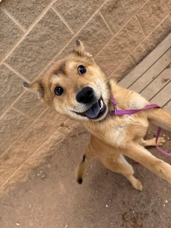 Enlarge Misy, a Adoptable Mixed Breed in Hobbs, NM image 2/6