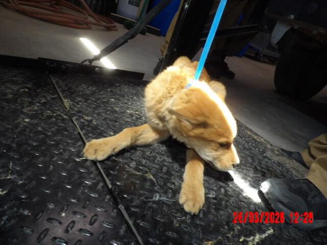 Enlarge Misy, a Adoptable Mixed Breed in Hobbs, NM image 3/6