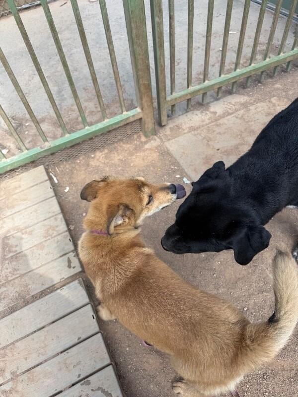Enlarge Misy, a Adoptable Mixed Breed in Hobbs, NM image 4/6
