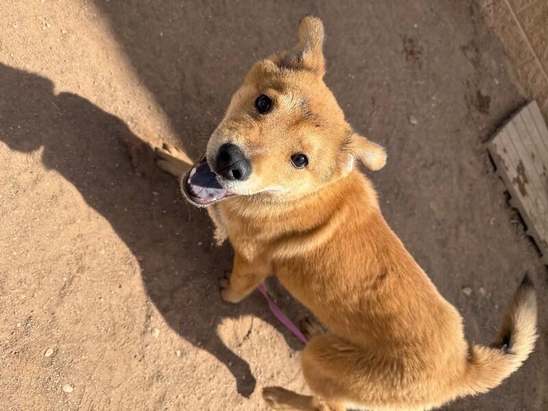 Enlarge Misy, a Adoptable Mixed Breed in Hobbs, NM image 5/6