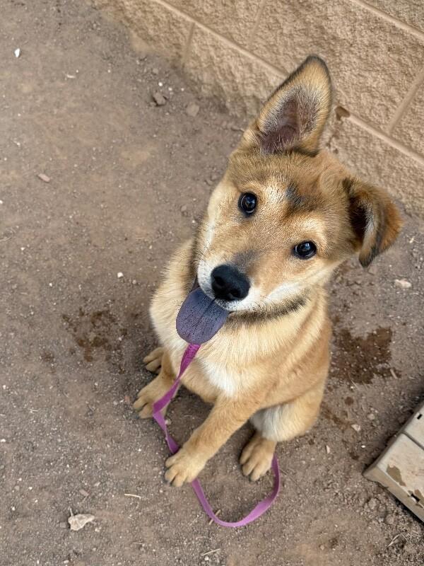 Enlarge Misy, a Adoptable Mixed Breed in Hobbs, NM image 6/6