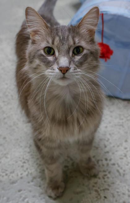 Luna 3, Adoptable, Adult Female Domestic Long Hair & Domestic Short Hair.