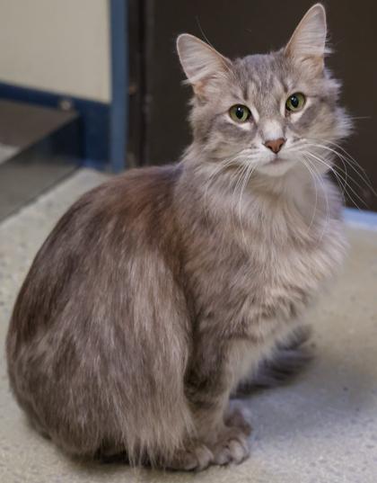 Enlarge Luna 3, a Adoptable mixed breed in Baraboo, WI image 3/3