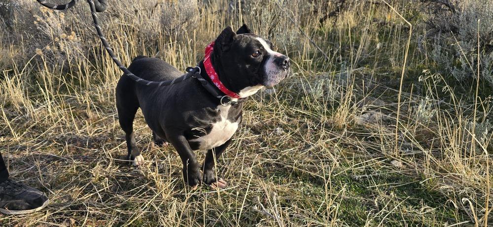 Minka, Adoptable, Adult Female Staffordshire Bull Terrier.