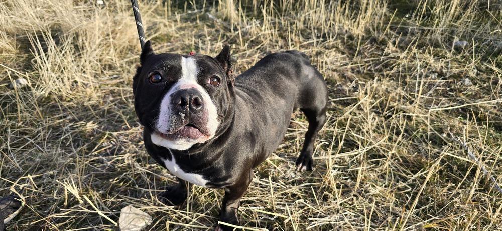 Enlarge Minka, a Adoptable mixed breed in Herriman, UT image 2/4