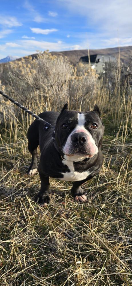 Enlarge Minka, a Adoptable mixed breed in Herriman, UT image 3/4