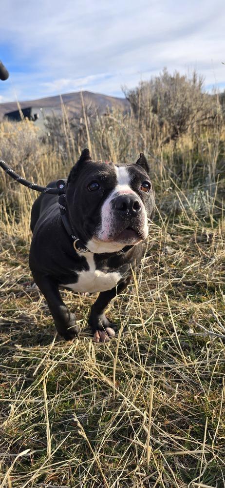Enlarge Minka, a Adoptable mixed breed in Herriman, UT image 4/4