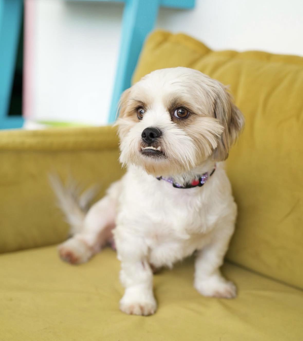 Enlarge Knuckles, a Adoptable mixed breed in Pasadena, CA image 5/5
