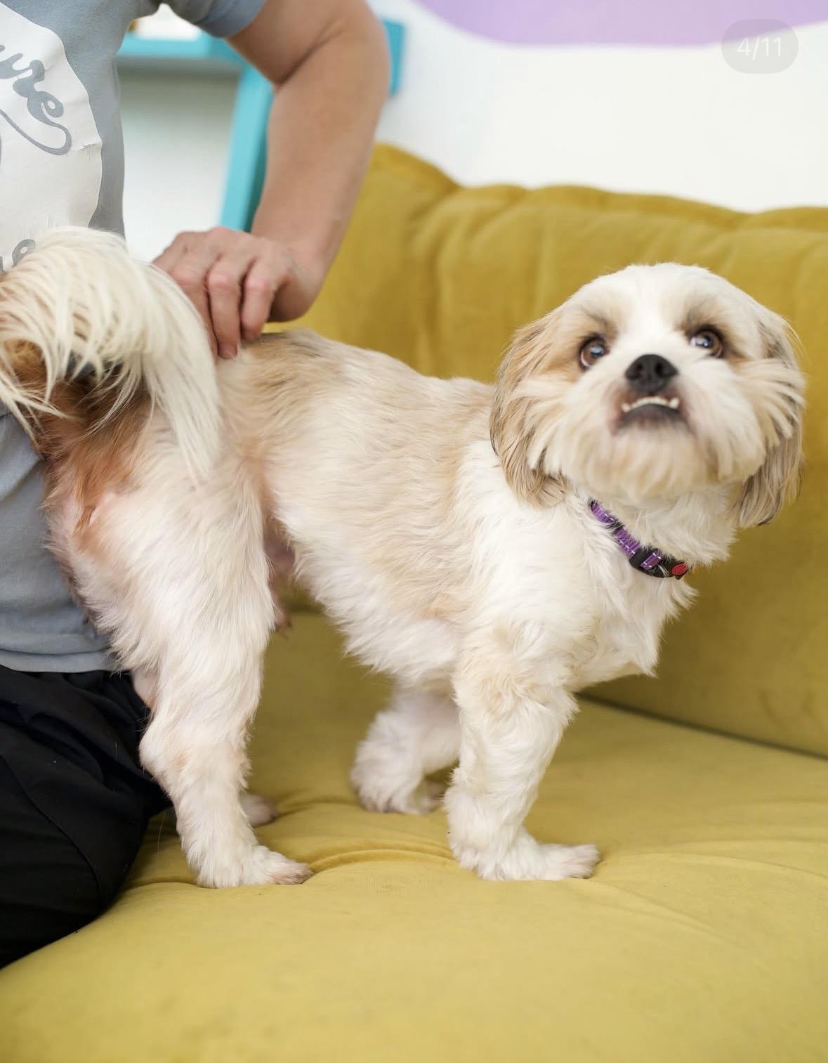 Enlarge Knuckles, a Adoptable mixed breed in Pasadena, CA image 4/5