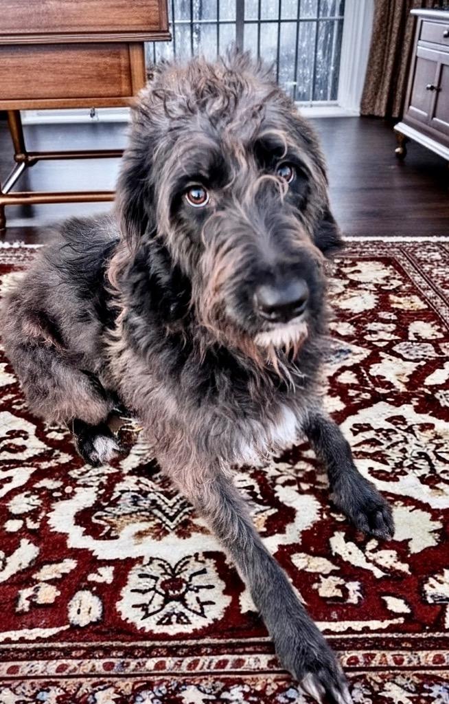 Wolfie-Good Boy!, Adoptable, Young Male Irish Wolfhound & German Wirehaired Pointer.