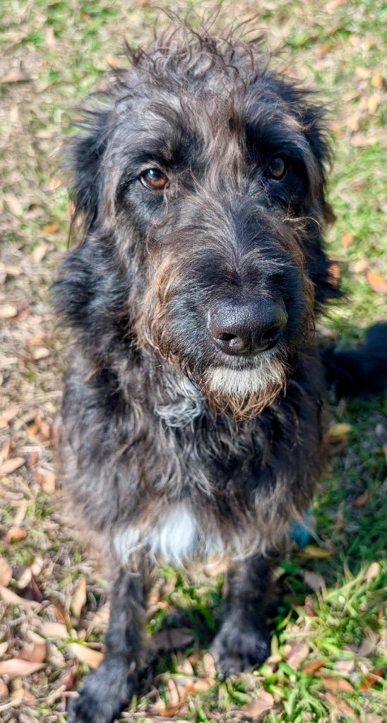 Wolfie-Good Boy!, a Adoptable mixed breed in Fort Myers, FL image 2/3