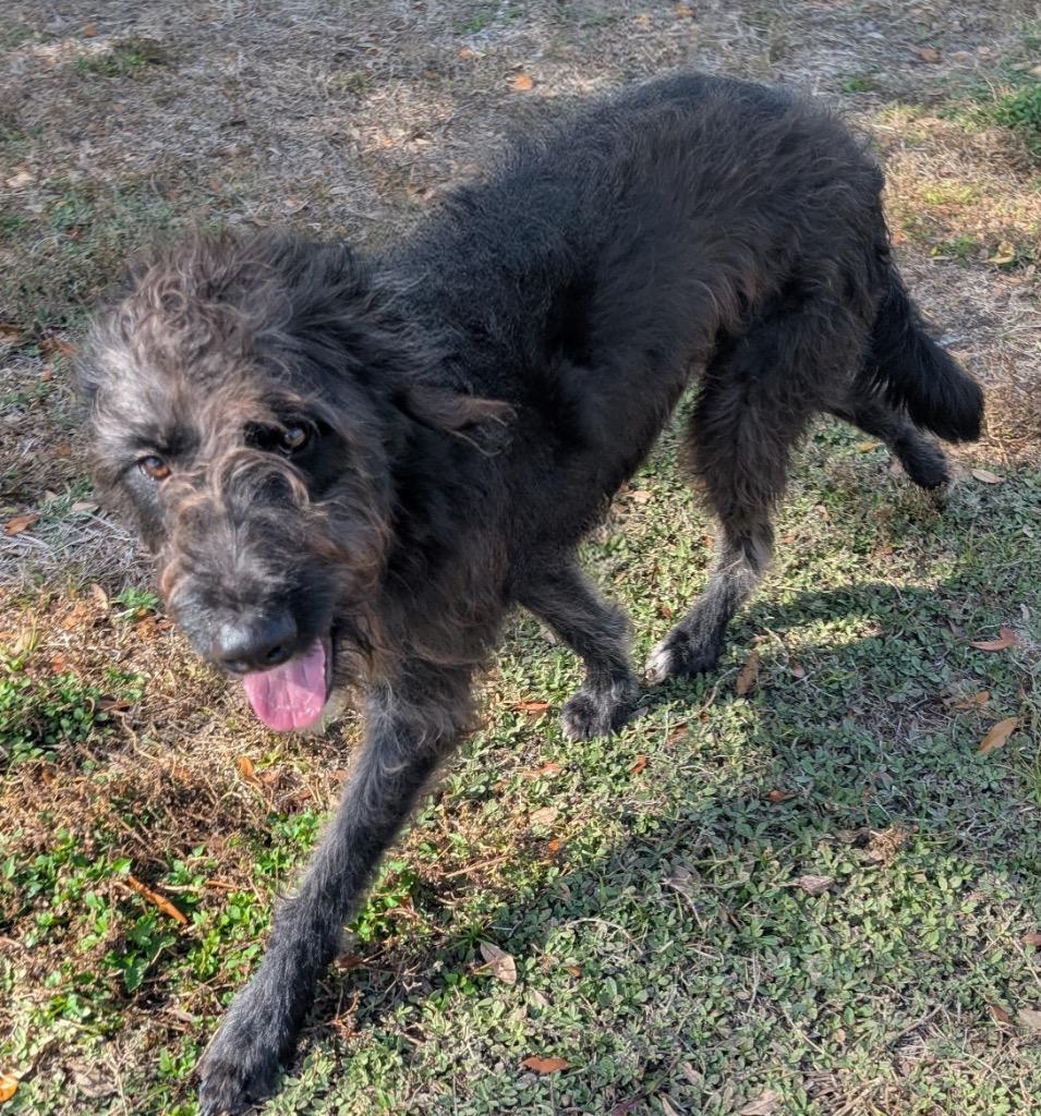 Wolfie-Good Boy!, a Adoptable mixed breed in Fort Myers, FL image 3/3