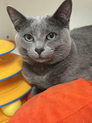 Chica, a Adoptable mixed breed in Lebec, CA image 2/3