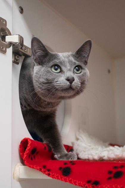 Chica, a Adoptable mixed breed in Lebec, CA image 3/3