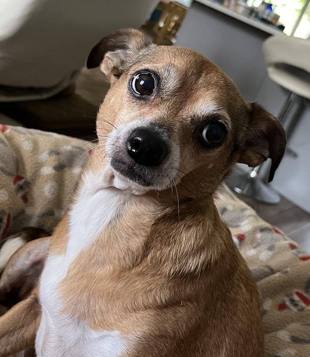 Poppie, Adoptable, Adult Female Chihuahua & Pug.
