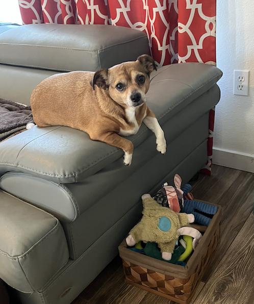 Enlarge Poppie, a Adoptable mixed breed in Osteen, FL image 1/3