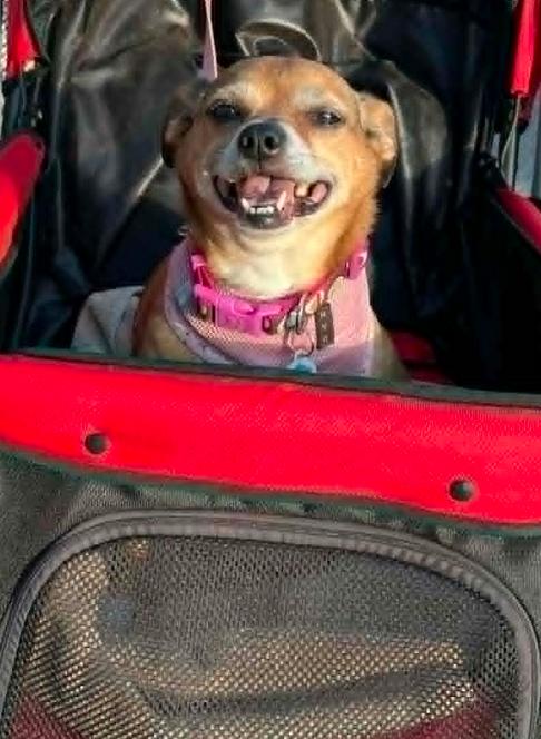 Poppie, Adoptable, Adult Female Chihuahua & Pug.