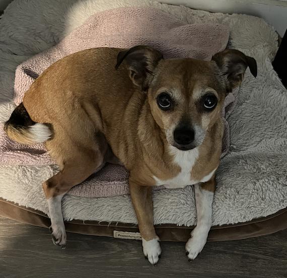 Poppie, Adoptable, Adult Female Chihuahua & Pug.