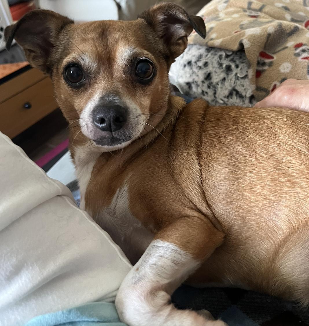 Enlarge Poppie, a Adoptable mixed breed in Osteen, FL image 1/3