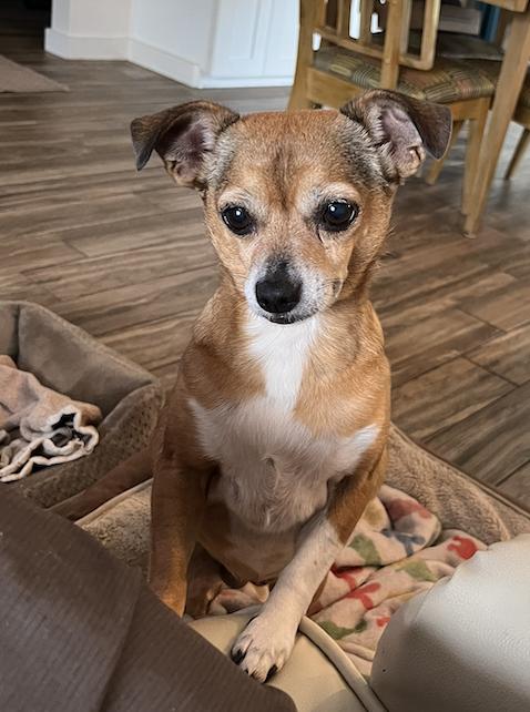 Poppie, Adoptable, Adult Female Chihuahua & Pug.