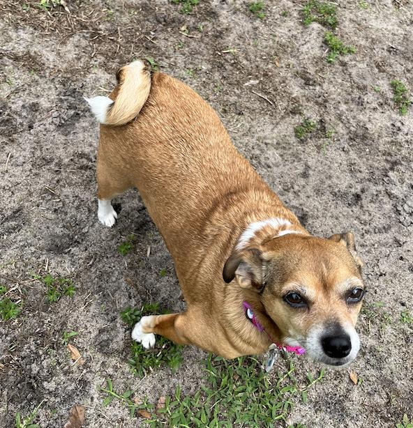 Enlarge Poppie, a Adoptable mixed breed in Osteen, FL image 3/3