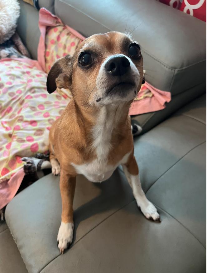 Poppie, a Adoptable mixed breed in Osteen, FL image 2/3