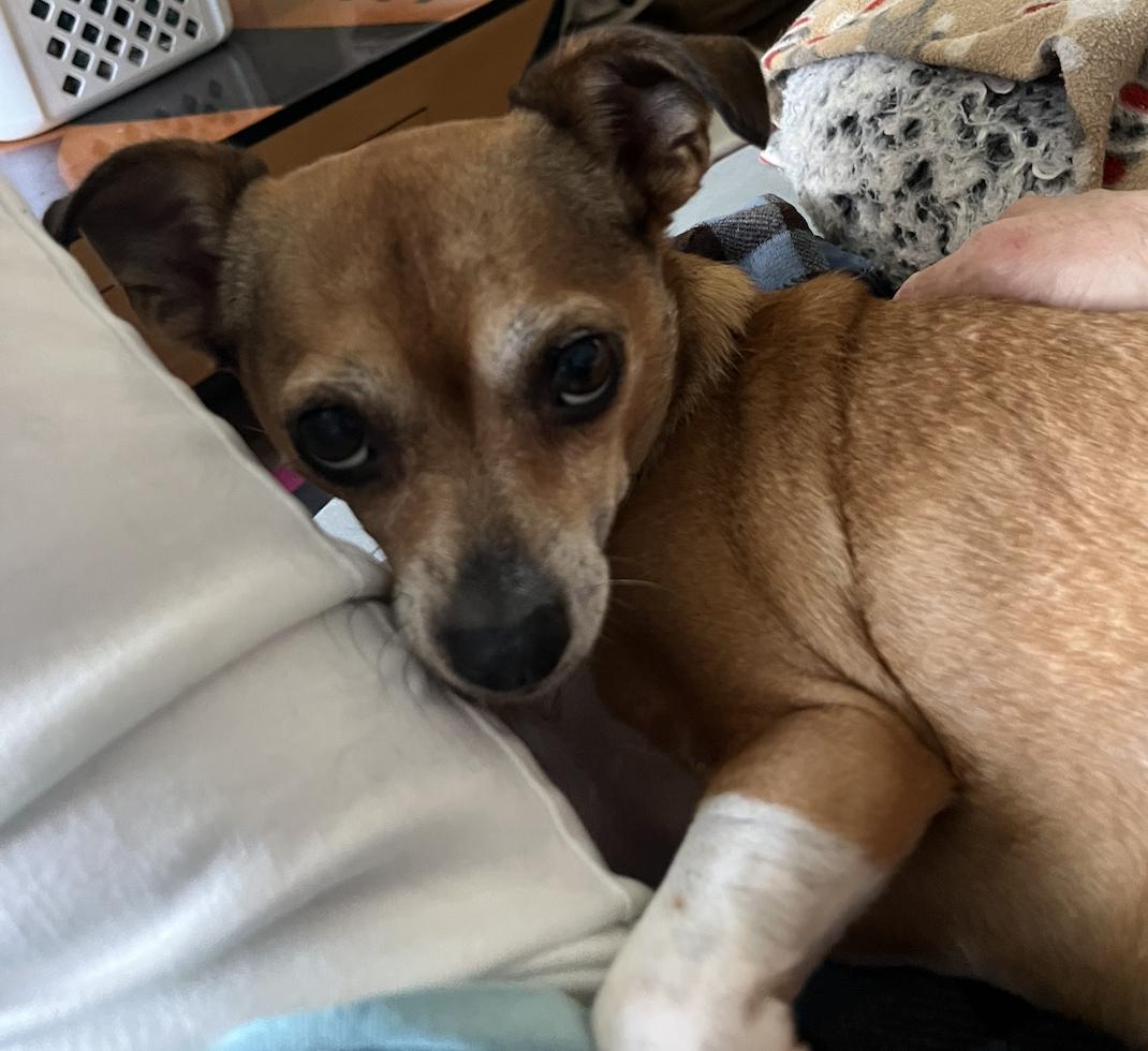 Enlarge Poppie, a Adoptable mixed breed in Osteen, FL image 2/3
