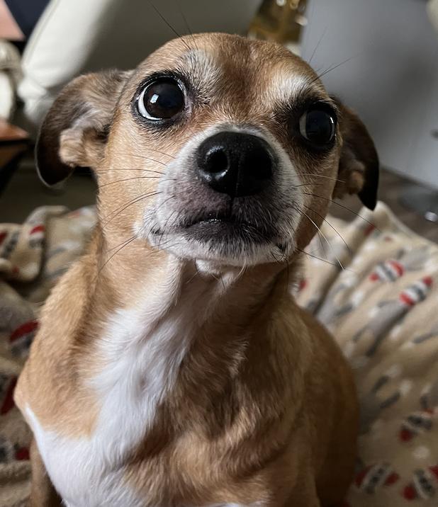 Enlarge Poppie, a Adoptable mixed breed in Osteen, FL image 3/3