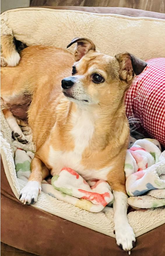 Poppie, a Adoptable mixed breed in Osteen, FL image 3/3