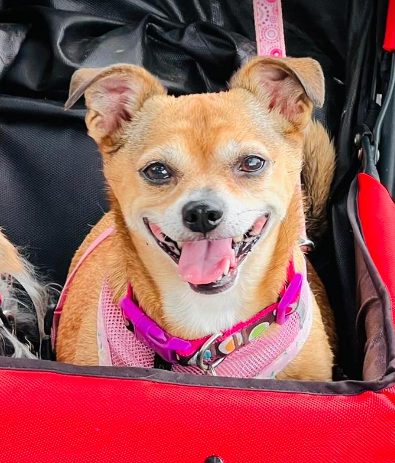 Enlarge Poppie, a Adoptable mixed breed in Osteen, FL image 3/3