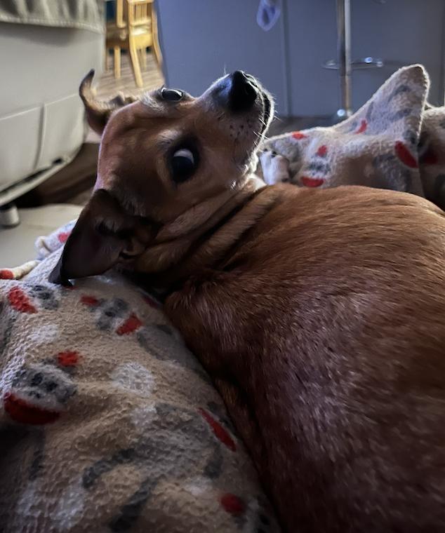 Enlarge Poppie, a Adoptable mixed breed in Osteen, FL image 3/3
