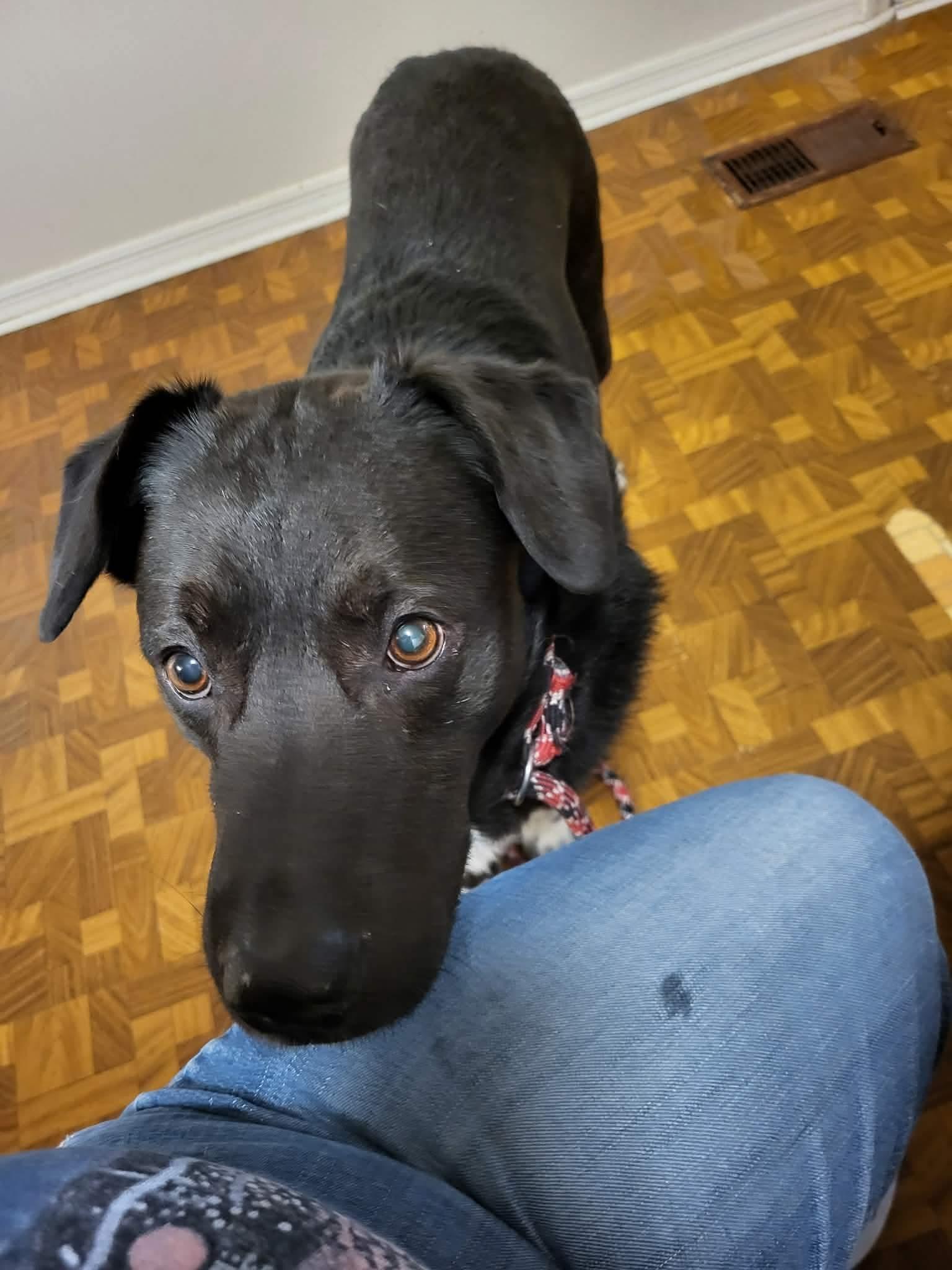 Enlarge Ricky , a ADOPTABLE mixed breed in Dayton, OH image 4/4