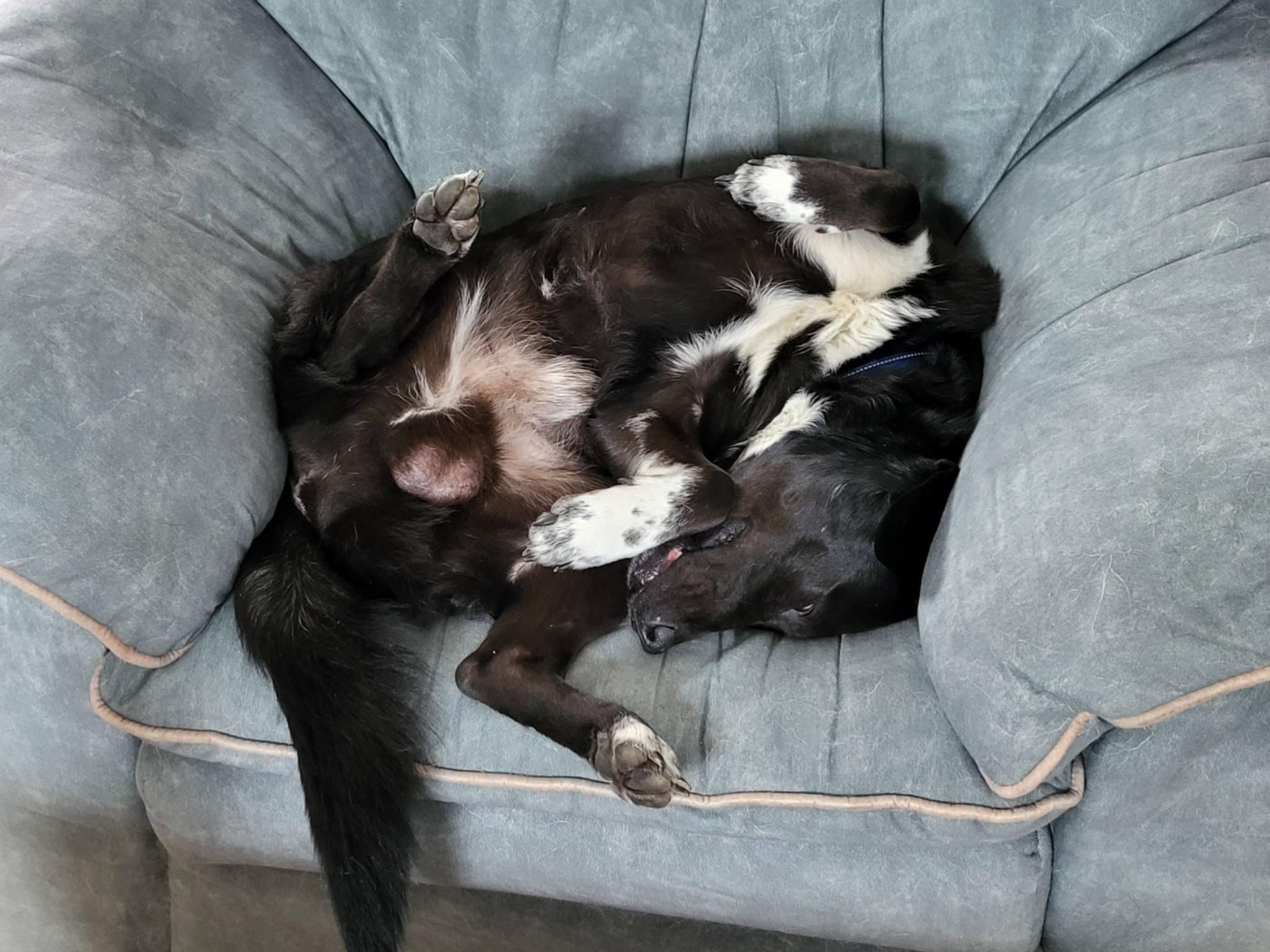 Ricky , ADOPTABLE, Adult Male Black Labrador Retriever & Border Collie.