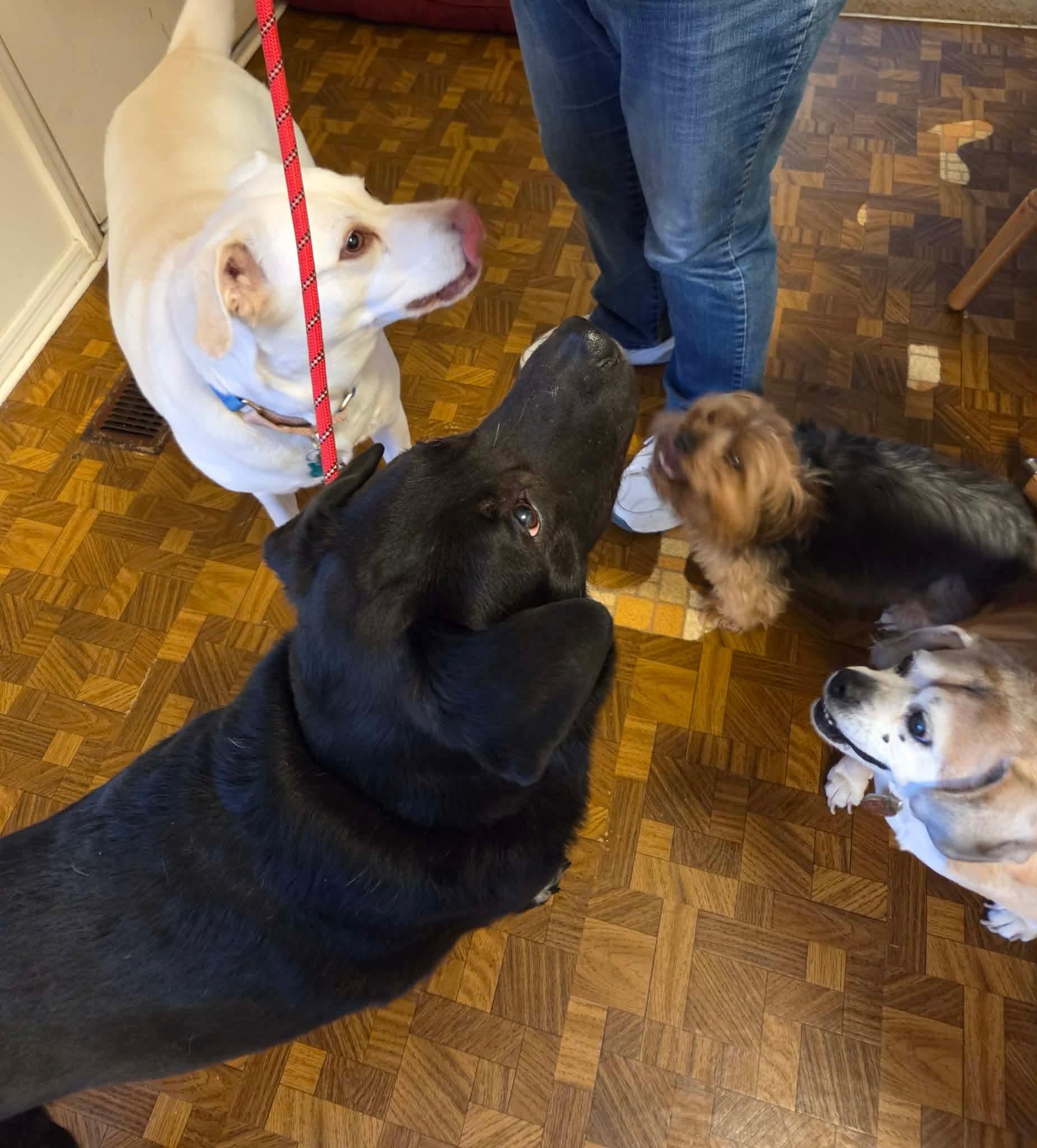 Enlarge Ricky , a ADOPTABLE mixed breed in Dayton, OH image 2/4