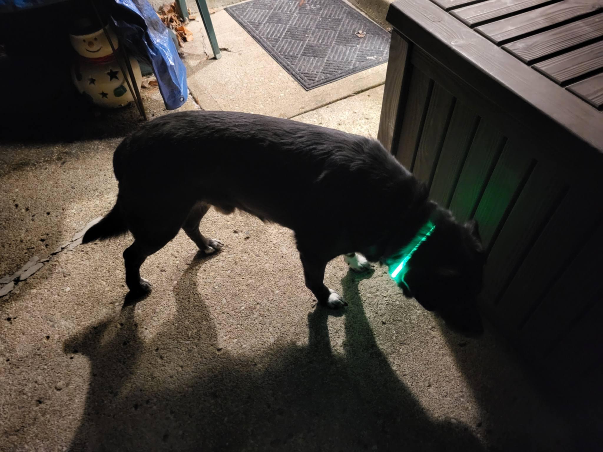 Enlarge Ricky , a ADOPTABLE mixed breed in Dayton, OH image 3/4